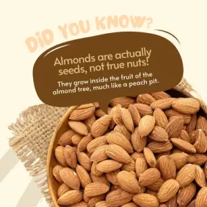 icon Dry Fruits